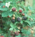 Blackberry / Rubus species